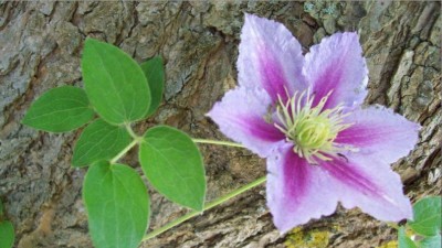 Puzzle Clematis.jpg