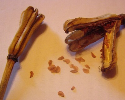Liliensamen.JPG