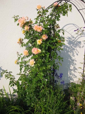 Rosa Kordes Moonlight_9315.jpg
