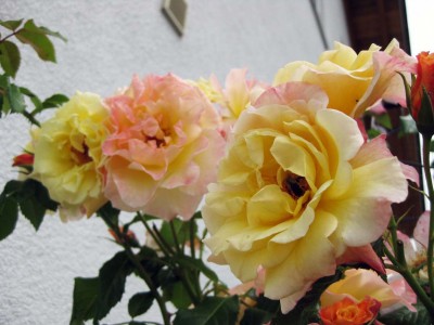 Rosa Kordes Moonlight_9282.jpg