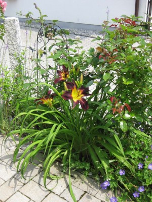Hemerocallis dunkle Kreuzung Terrassenbeet_9307.jpg