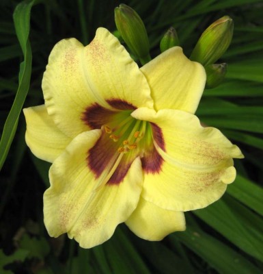 Hemerocallis Alling Funny Freckles_9075.jpg