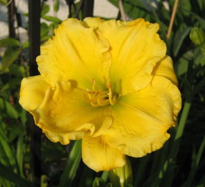 Hemerocallis Cragmore Sweetheart_9314.jpg