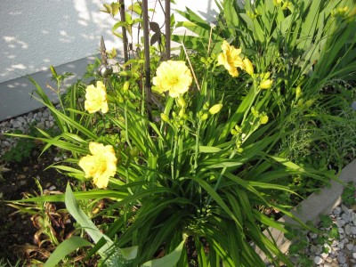 Hemerocallis Cragmore Sweetheart_9313.jpg