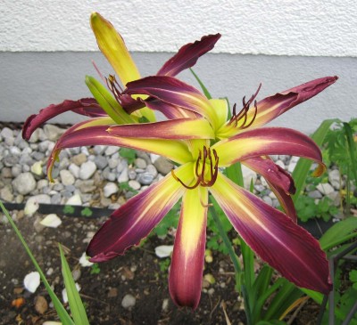 Hemerocallis Waiting in the Wings_9082.jpg