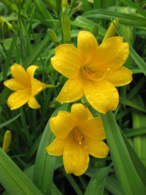 Hemerocallis ältere frühe kleinblütige Sorte_9069.jpg