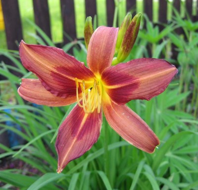 Hemerocallis Brunette_8984.jpg