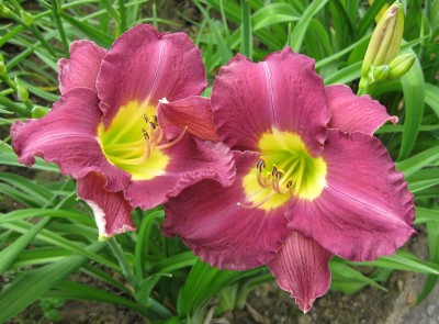 Hemerocallis muss ich die Sorte noch suchen_9262.jpg
