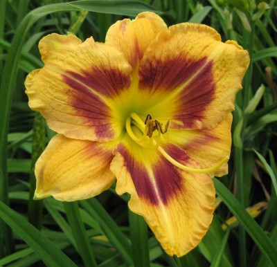 Hemerocallis Alling Early Eye Kreuzung aus Regal Shield x Esperanca Gold_9248.jpg