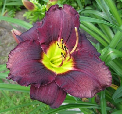 Hemerocallis Black Emanuelle wahrscheinlich falsch eher Bela Lugosi_9301.jpg