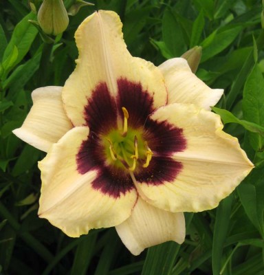 Hemerocallis Moonlit Masquerade_9253.jpg