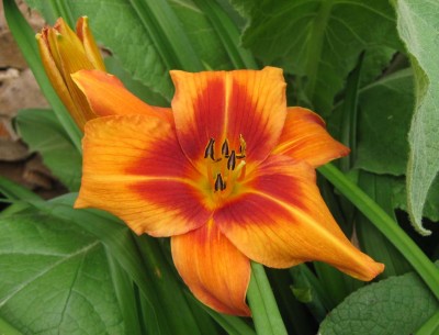 Hemerocallis Outrageous_9255.jpg
