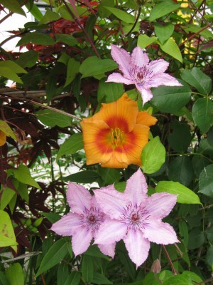 Clematis Hagley Hybrid mit Eigenkreuzung_9288.jpg