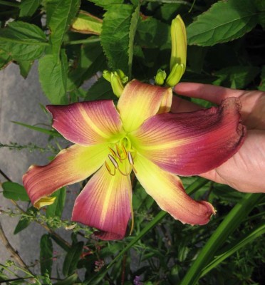 Hemerocallis Kreuzung Fliederauge Terrassenbeet_9296.jpg