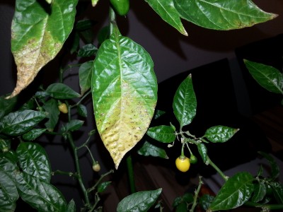 Gelb-braune Verfaerbungen an Chili Blaettern · Pflanzenkrankheiten &  Schädlinge · GREEN24 Pflanzen & Garten Forum