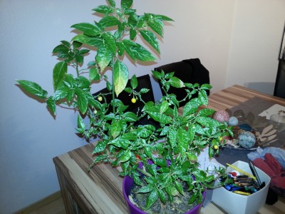 20130707_221019.jpg