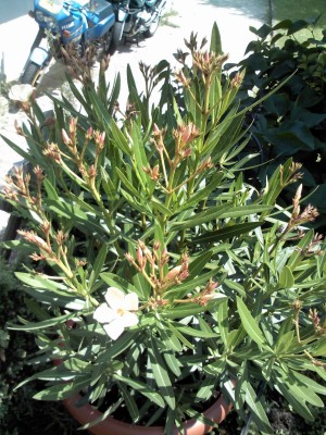 IMG025.JPG