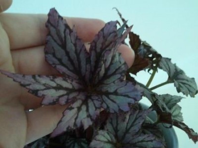 2013-07-08 12.10.10.jpg