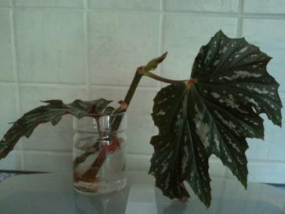 2013-07-08 13.27.31.jpg