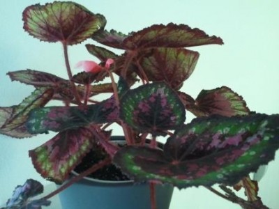 2013-07-08 12.22.06.jpg