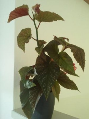 2013-07-08 12.20.11.jpg