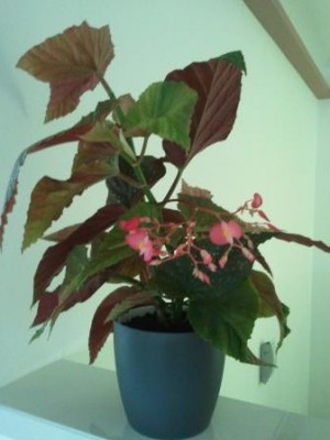 2013-07-08 12.19.13.jpg