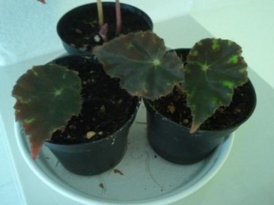 2013-07-08 12.18.08.jpg