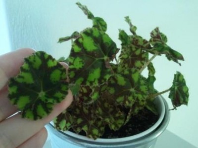 2013-07-08 12.16.44.jpg