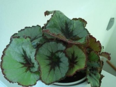 2013-07-08 12.13.35.jpg