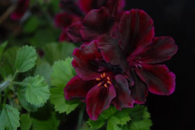 Pellis2013 215yy.jpg