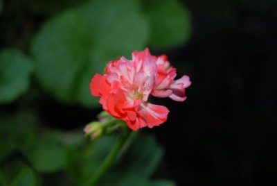 Pellis2013 217yy.jpg