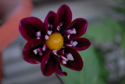 Dahlia213 028yy.jpg