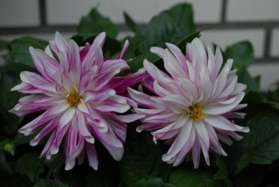 Dahlia213 029yy.jpg