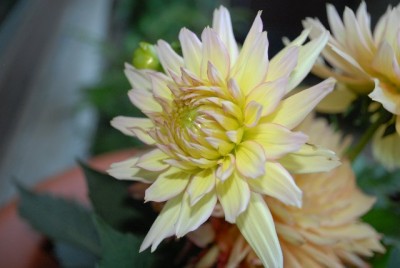 Dahlia213 026yy.jpg