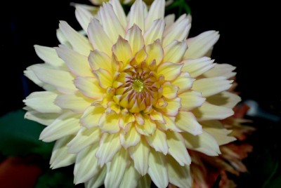 Dahlia213 025yy.jpg