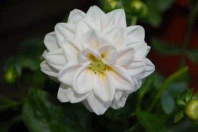 Dahlia213 024yy.jpg