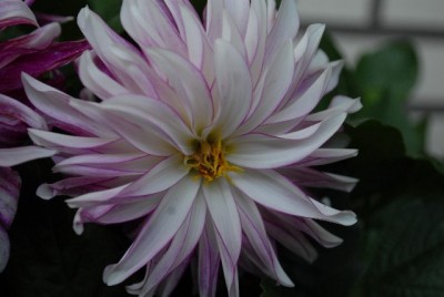 Dahlia213 021yy.jpg