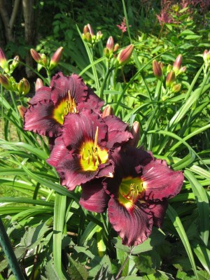 Hemerocallis Black Emanuelle wahrscheinlich falsch eher Bela Lugosi_9326.jpg