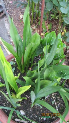 Calla.jpg