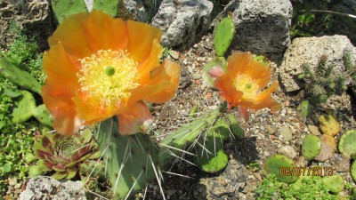 winterharte Opuntien.jpg