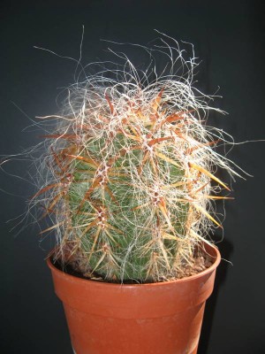 Oreocereus celsianus_130706_02.JPG