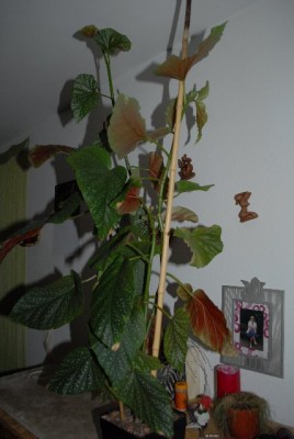 Begonia213 020yy.jpg