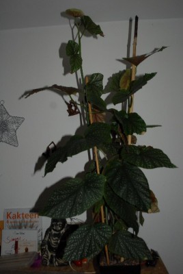 Begonia213 018yy.jpg