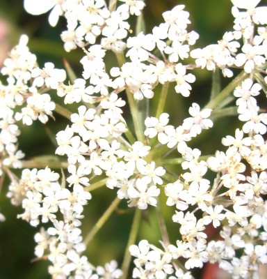 CIMG1481 - Kopie.JPG
