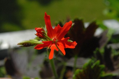 Pellis2013 220yy.jpg