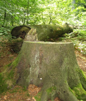 2013-1 196.jpg
