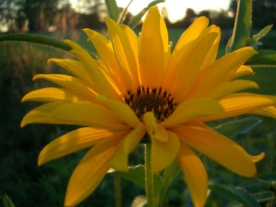 flower_by_Kite1988.jpg