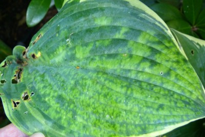P1860341.JPG