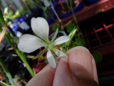 DSCF6131.JPG