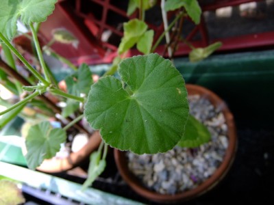 DSCF6130.JPG